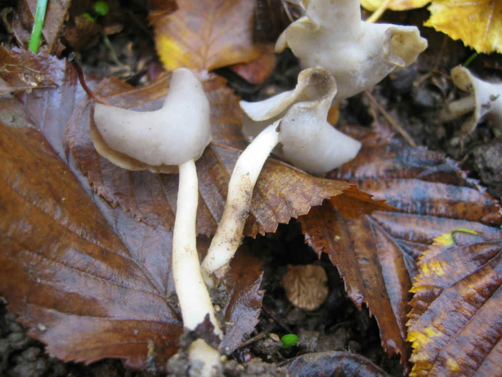 2005 :  Un anno di funghi